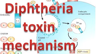 Diphtheria toxin mechanism [upl. by Wendalyn]