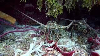 11 Lobsters Scorpion Fish Yucab Reef Cozumel [upl. by Leinnad]