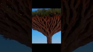 The most dangerous tree in full world 🌎 danger survival tree short [upl. by Dwight218]