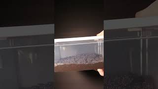 How To set Up Emersed Plant Bins aquascape plantedtank natureaquarium [upl. by Hbaruas]