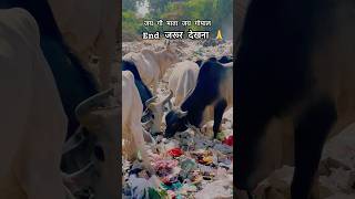 ज़रूर देखना गौ माता पॉलीथिन खा rahi है आप के और हमारे कारण😡 cow cows youtubeshorts viralshort [upl. by Ilac]