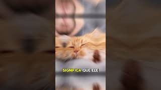 Por que seu gato dorme com você gatos [upl. by Acissaj]