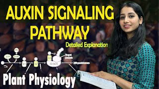 AUXIN SIGNALING PATHWAY II PLANT HORMONE II Plant Physiology I Detailed Explanation with PYQ [upl. by Sessylu]