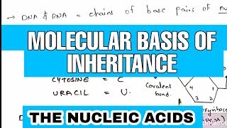 The nucleic acids  DNA  RNA  Molecular basis of inheritance [upl. by Higinbotham]