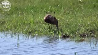 Hamerkop in the iSimangaliso Wetland Park [upl. by Heydon]