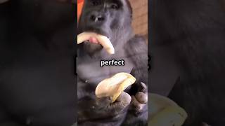 Gorillas Eat Bananas in the Perfect Way shorts [upl. by Idnis]