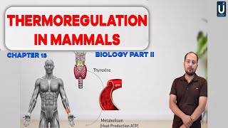 Thermoregulation in Mammals  Homeostasis  12th Biology  Chapter 15  Inter Part 2  Ucademy [upl. by Denna]