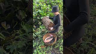 Amazing Fish Trap with Survival Skills for Big Fish [upl. by Eniak]