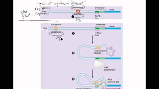 Regulation of Gene Expression in Eukaryotes [upl. by Ahsele]