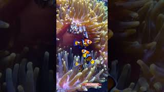 Focus on clownfish playfully darting in and out of an anemone [upl. by Reaht]