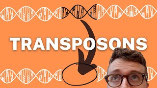 TRANSPOSONS EXPLAINED 1 Minute Explanation [upl. by Grearson]