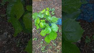 After 4 months of protection pongamia pinnata alovera neem plants [upl. by Boorman142]