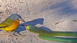 Bird Rips Snake’s Eyes Out as it Tries to Escape [upl. by Otnas114]