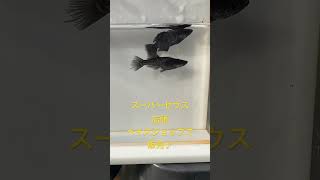 販売商品紹介【スーパーゼウス】ゆたかなメダカ宮崎宮崎市めだかメダカアクアリウム魚medakajapanfishaquarium [upl. by Htiffirg]