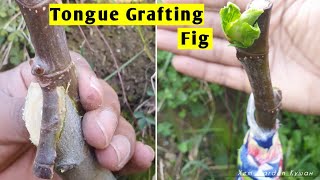 Tongue Grafting Fig Success 🙌 [upl. by Michael]