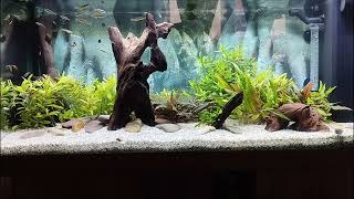 180 Liter Bachlauf Aquarium Asien [upl. by Robbie]