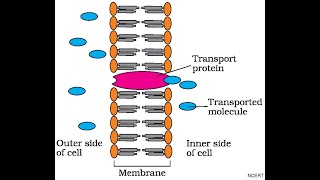 Membrane Transport  Transport across cell membrane  OsmosisDiffusion  Active Transport [upl. by Maier]