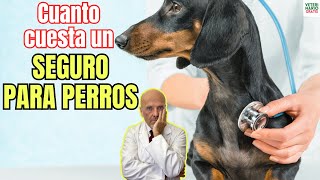 🚨¿CUANTO CUESTA UN SEGURO OBLIGATORIO PARA PERROS SEGUN LA LEY DE BIENESTAR ANIMAL 🚨 [upl. by Maisey]