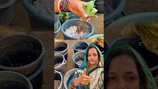 ପ୍ଲାଷ୍ଟିକ ବାଲଟି ରେ କିପରି ଗଛ ଲଗାଇବା 🪴grow plant gardening viral tips subhasinigarden [upl. by Notniw]