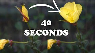 Flower that opens in SECONDS  Oenothera biennis [upl. by Vange]