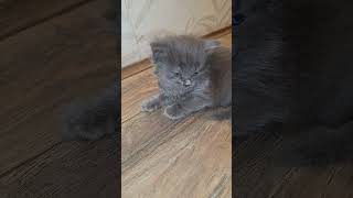 Kiskas New Kittens Gray and black cats animals baby babies Kittens kitties small cute [upl. by Sami292]