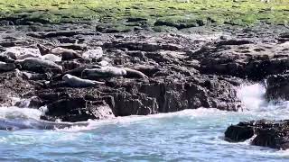 Seals on the Farne Islands March 2024 [upl. by Crow]