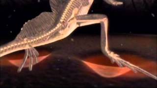 Basilisk lizard runs on water to catch a butterfly Rate My Science [upl. by Cheyne]