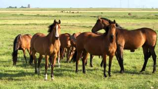 Sonido de Caballo  Relincho  Sonidos de Animales para niños [upl. by Aryahay]