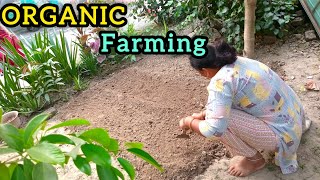 Organic Farming☘️ Ghar par PalakDhaniyaMulliMethiGajarSarson k beej lagaye❤️ [upl. by Chuch]