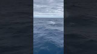 Second sailfish of the day contenderboats contender boats fishing sailfish saltwaterfishing [upl. by Maggio]