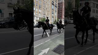 Horse police in nyc [upl. by Airakaz541]