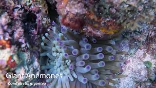 Giant Anemones Condylactis gigantea Discovery Bay Jamaica [upl. by Iney]