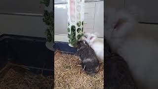 Kaninchen 🐰 Krank  VARIERA von IKEA als Futterraufe 🌿🥬  IKEA TippIdee [upl. by Nissensohn]