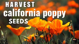 How to Collect the Seeds of California Poppy  Seed Propagation  Eschscholzia Californica [upl. by Esorlatsyrc]