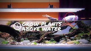 GROW Emersed Aquarium Plants with this simple trick 🌿 [upl. by Connie]