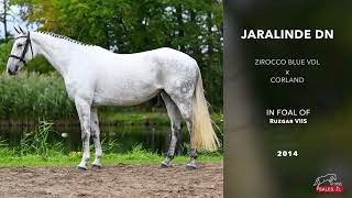 Jaralinde DN Zirocco Blue VDL x Corland [upl. by Irrep]