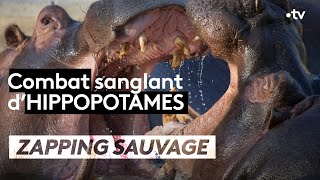 Jeune hippopotame VS mâle dominant  ZAPPING SAUVAGE [upl. by Lirrad]