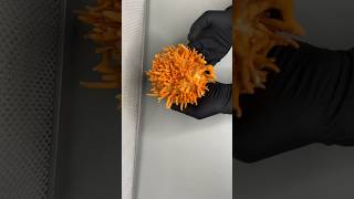 EcoPest Solutions Cordyceps BioPesticide shorts shortsvideo youtubeshorts fungi cordyceps [upl. by Karee]