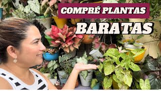 Me fui a comprar plantas baratas [upl. by Oglesby]