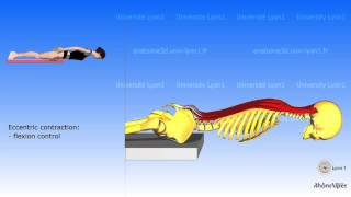 The posterior muscles of the trunk  their roles [upl. by Mowbray]