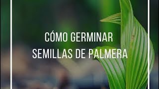 Como Germinar Semillas de Palmeras 🌴🫘 Tutorial 🌴🫘 [upl. by Nomis]