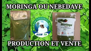 GRAND REPORTAGE SUR LE quotNEBEDAYEquot OU MORINGA À DECROUVRIR SA PRODUCTION ET SES BIENFAITS VIDEO [upl. by Nuhsed]