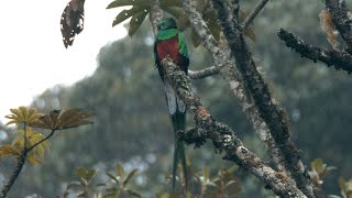 Resplendent Quetzal and its Call [upl. by Tobye]