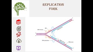 Replication fork dna replication animationeducation science neet molecularbiology youtube [upl. by Anaillil]