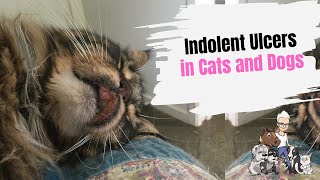 Episode 80 Treating an Indolent Ulcer in Cats and Dogs [upl. by Riordan]