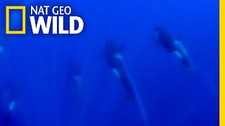 The Rare Type D Orca Filmed Underwater For The First Time  Nat Geo Wild [upl. by Assirral61]