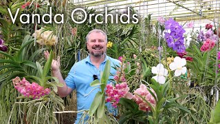 Incredible Vanda Orchids  Care Instructions [upl. by Nohsad97]