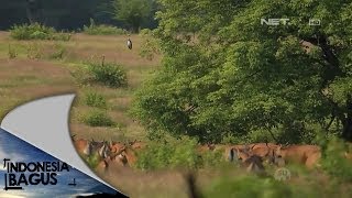 Indonesia Bagus  Keragaman di Taman Nasional Alas Purwo [upl. by Chandra487]