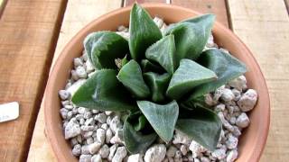 Haworthias Galore  My Haworthia Collection  Succulents [upl. by Bluefarb]