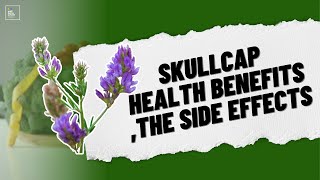 Skullcap Health Benefits The Side Effects and Dosage [upl. by Omle]